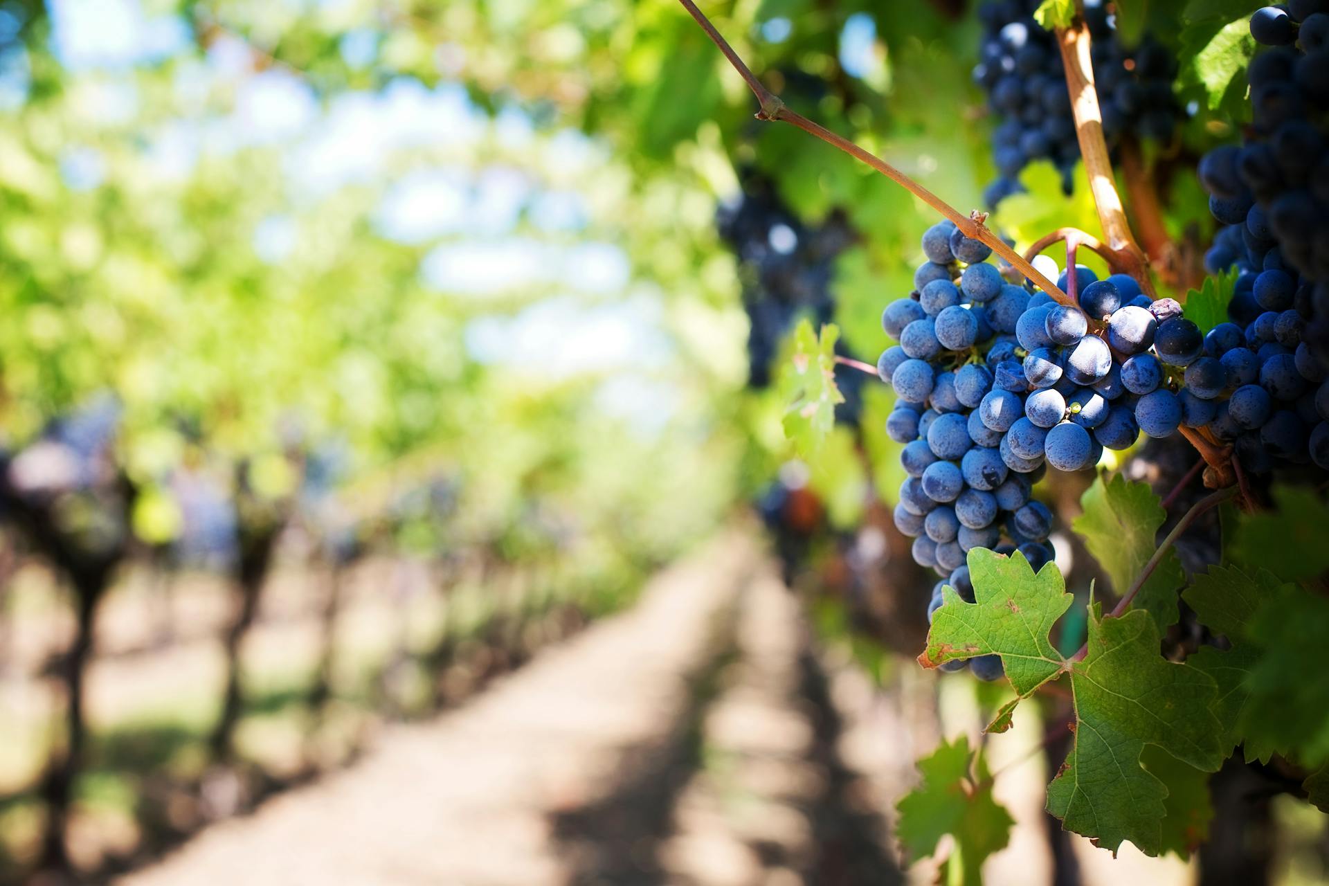 Lee más sobre el artículo ¿Por qué subcontratar la entrega de vino de mi empresa?
